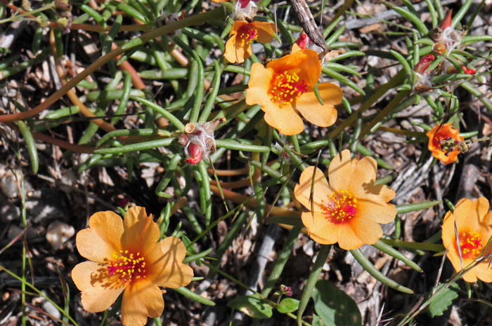 Portulaca suffrutescens, Shrubby Purslane